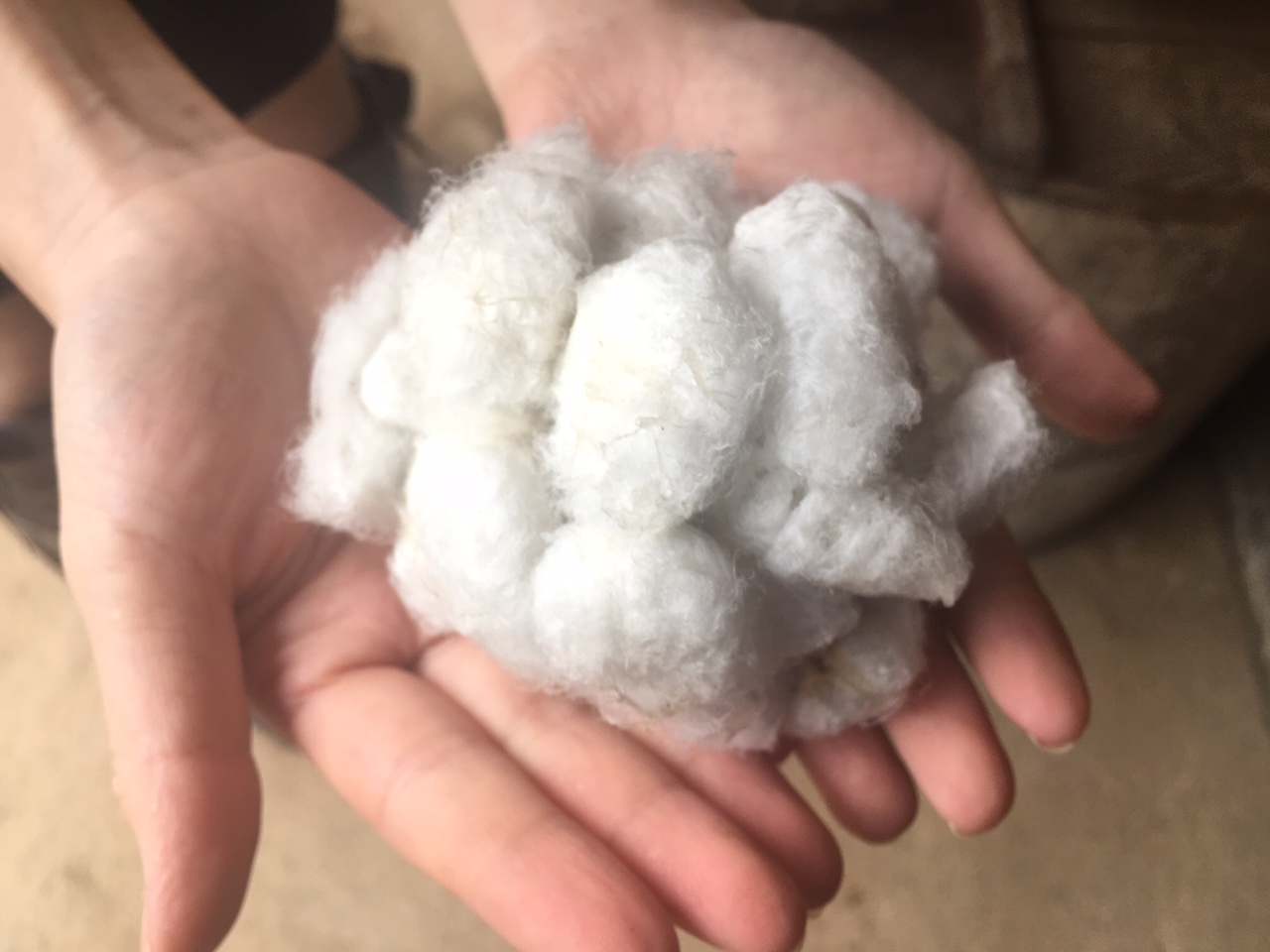 Watarase Organic Cotton